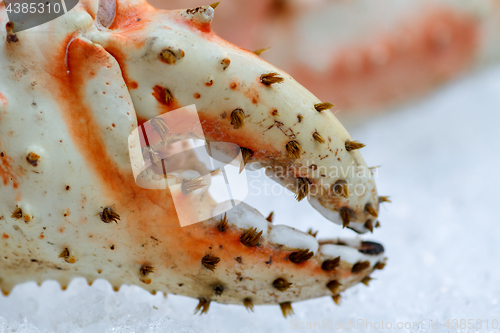 Image of Fresh seafood in fish market