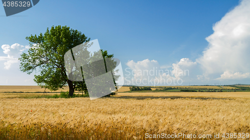 Image of Panorama wheat field