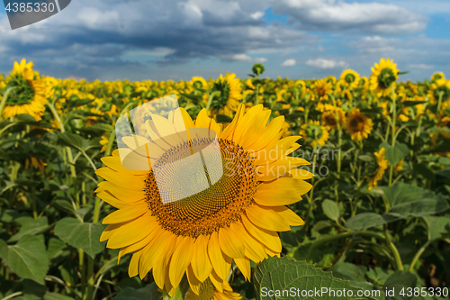 Image of Sunflower close-up on a background of the cloudy sky