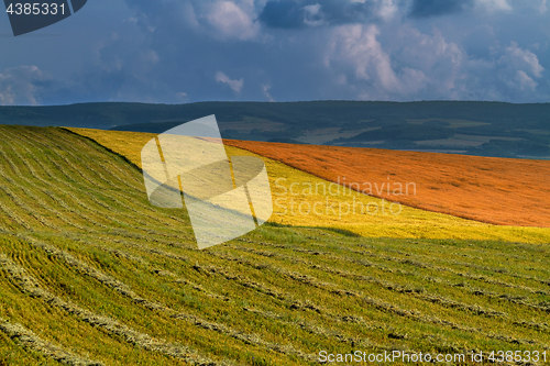 Image of Panorama ripening wheat field