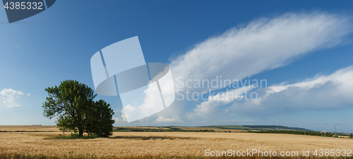 Image of Panorama wheat field