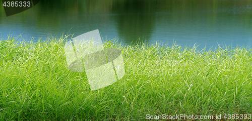 Image of green reeds on Lake