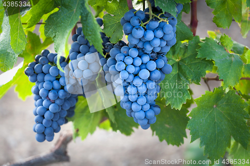 Image of Harvest coming soon in the vineyard.