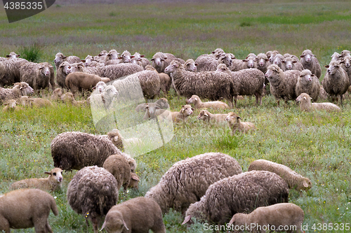 Image of Sheep grazing on grass land