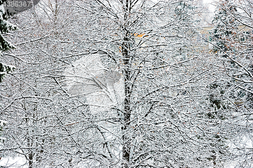 Image of Winter