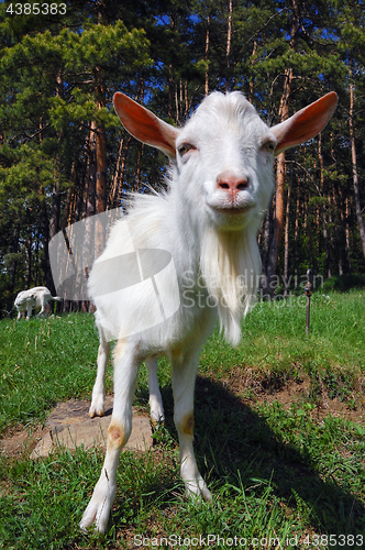 Image of Goat