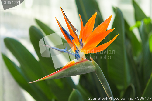 Image of Greenhous with tropical exotic flower of bird of paradise or Str