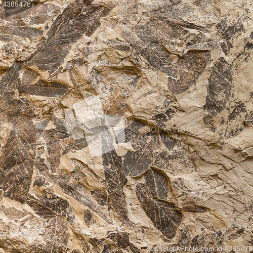 Image of Imprint of fossil prehistoric plant leaves on stone