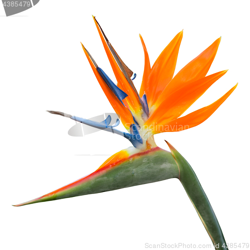 Image of Isolated exotic tropical flower of Strelitzia reginae or bird of