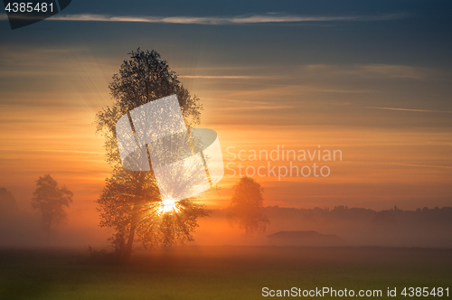 Image of The first rays of the sun breaks through the branches of a tree 