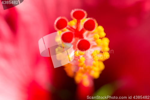 Image of Vertical blurred floral background with Hibiskus red flower