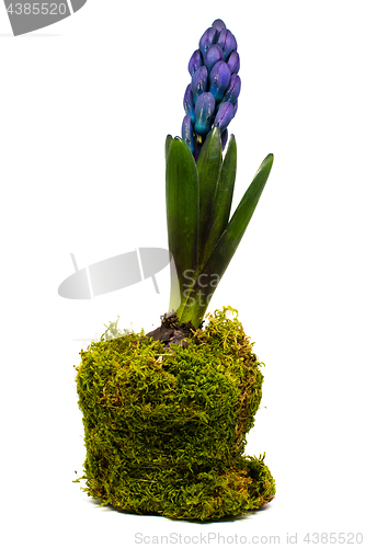 Image of spring hyacinth decorated in pot isolated over white background