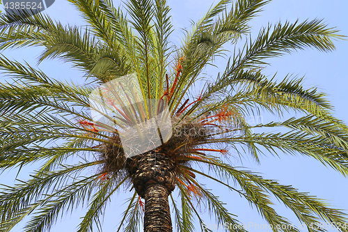Image of Branches of beautiful palm tree