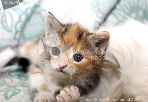 Image of Cute little kitty