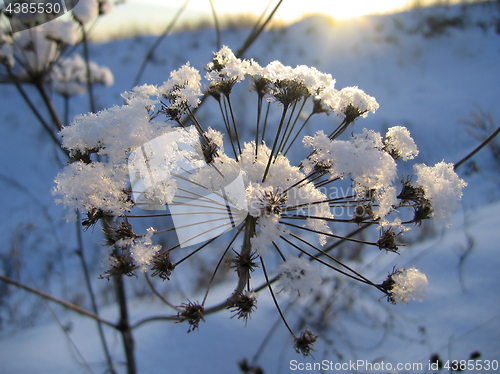 Image of Withered plant under white snow in evening sunlight