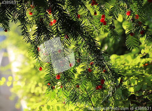 Image of Red berries growing on evergreen yew tree in sunlight