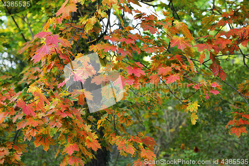 Image of Beautiful autumn maple tree