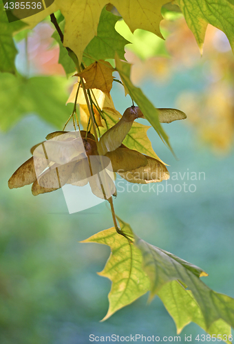 Image of Autumn maple branch with winged seeds