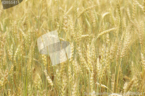 Image of Grain field