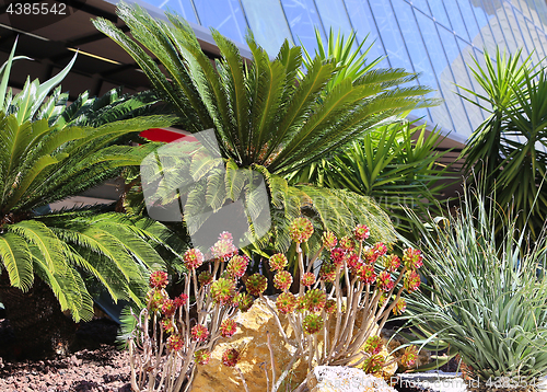 Image of Succulent plants and palm trees