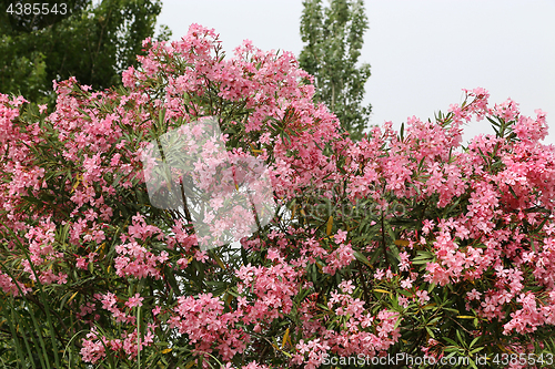 Image of Flowering Oleander bush