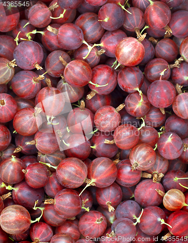 Image of Gooseberry close-up background