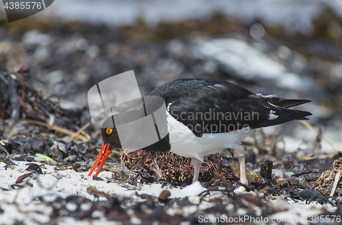 Image of Oystercatcher on the beach