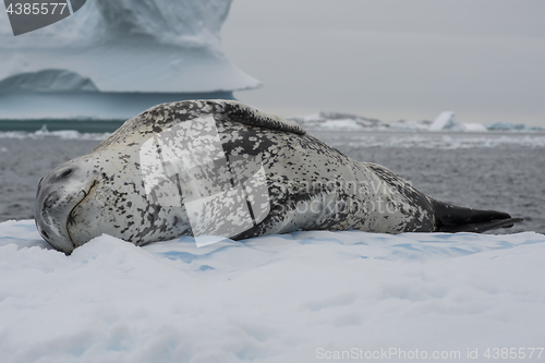 Image of Leopard seal on an ice flow