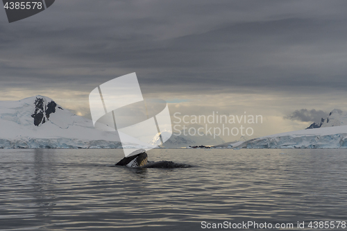 Image of Humpback Whale feeding krill