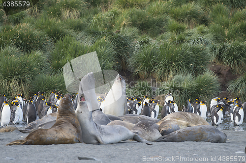 Image of Elephant Seals Play Wrestling Biting