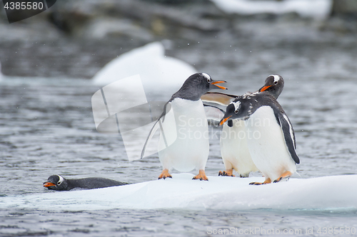 Image of Gentoo Penguins on the ice