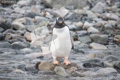 Image of Gentoo Penguin on the beach