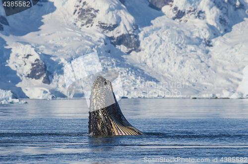 Image of Humpback Whale feeding krill