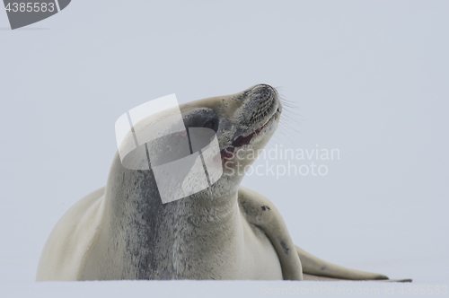 Image of Crabeater seal on ice flow, Antarctica