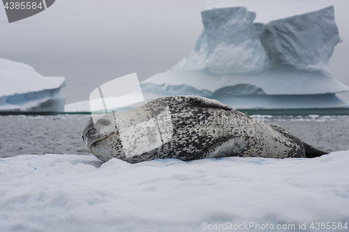 Image of Leopard seal resting on an ice