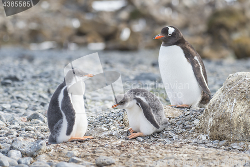 Image of Gentoo Penguin with chick