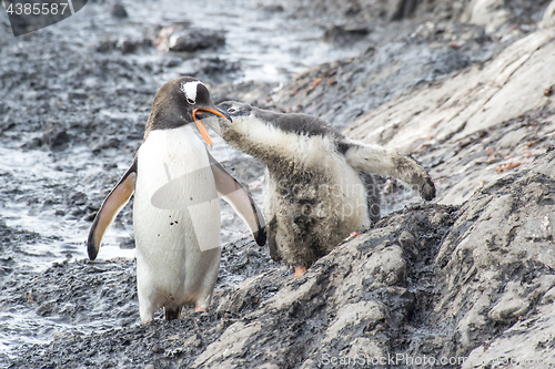 Image of Gentoo Penguin with chick