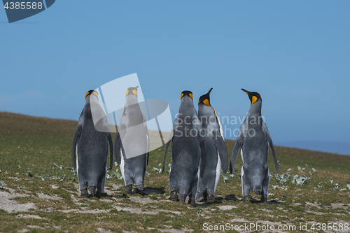 Image of King Penguins at Falkland Island