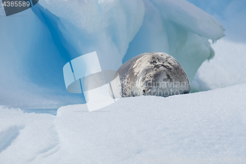 Image of Crabeater seal on ice flow, Antarctica