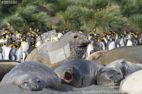 Image of Elephant Seals Play Wrestling Biting