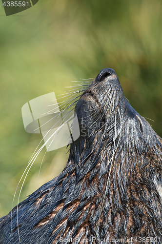 Image of Antarctic fur seal close up in grass