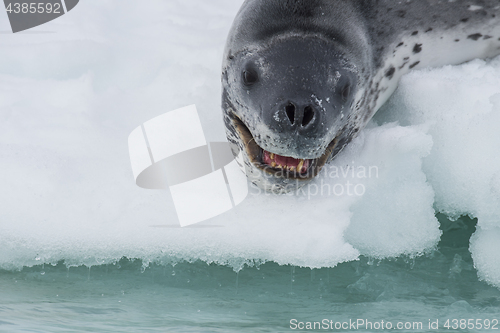 Image of Head shot of a Leopard seal on an ice