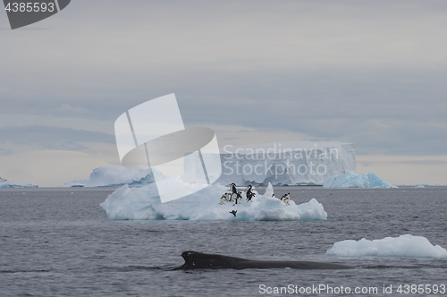 Image of Humpback Whale logging