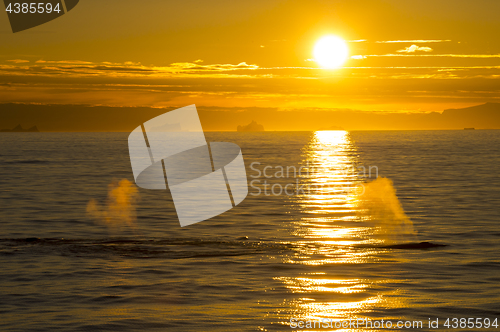 Image of Sunset and Whales in Antarctica