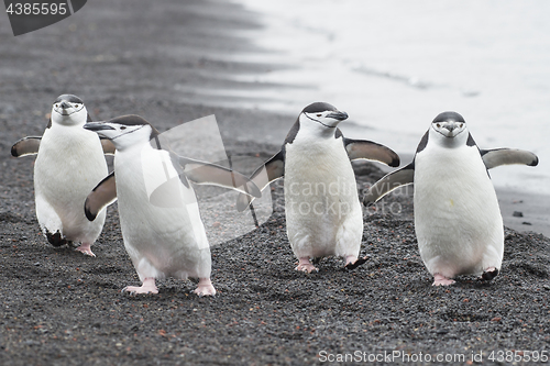 Image of Chinstrap Penguins on the beach