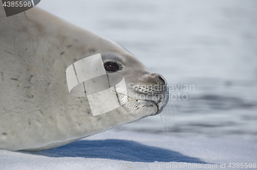 Image of Crabeater seal on ice flow, Antarctica