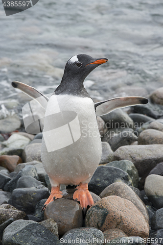 Image of Gentoo Penguin on the beach