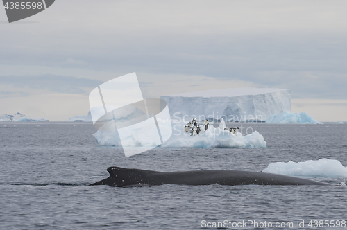 Image of Humpback Whale logging