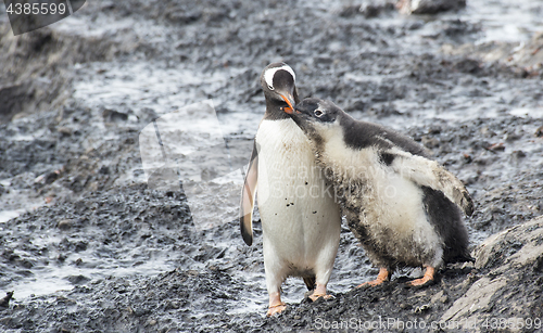 Image of Gentoo Penguin with chick