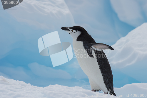 Image of Chinstrap Penguin on the ice